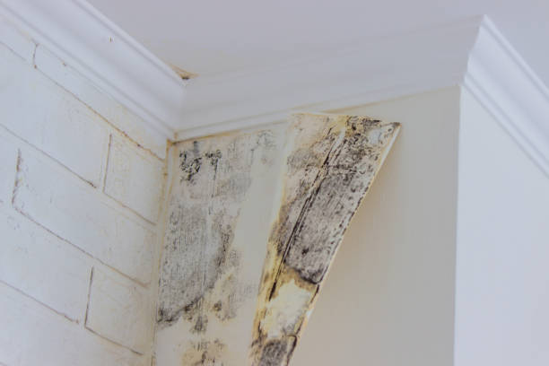 Professional Mold Removal in Falfurrias, TX